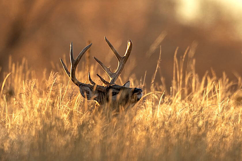 Meat Missions: 4 Hunts That Will Fill Your Freezer