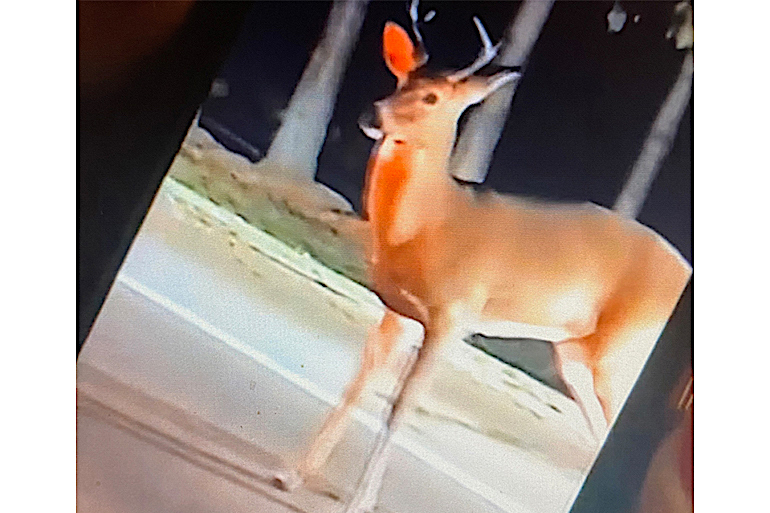 Game Warden Stories: 'Disturbing' Snapchat Video Shows Deer Killed with Hammer