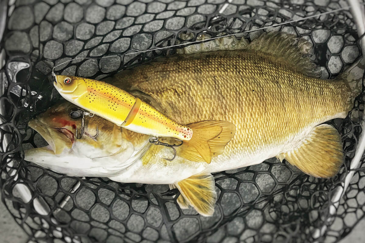 Bass Fishing Lures Trout Lures Real Fish 7