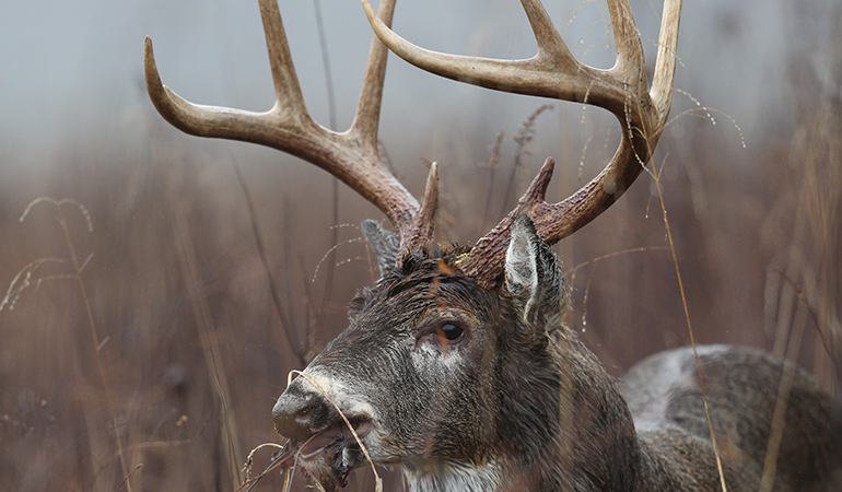 Ground Zero: Hottest Spots for Trophy Bucks in Your State