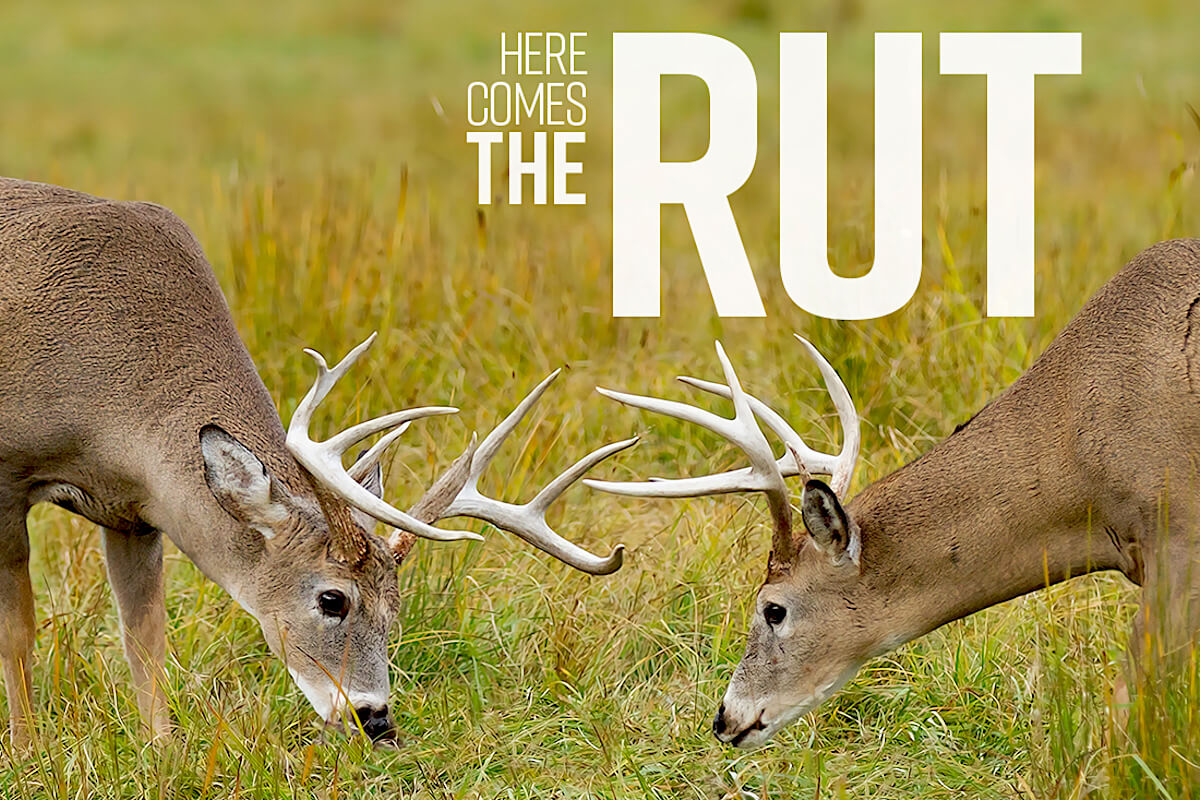Everything You Need to Know About Hunting the Whitetail Rut
