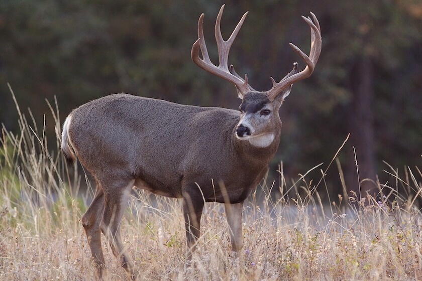 Mule Deer Vs Elk