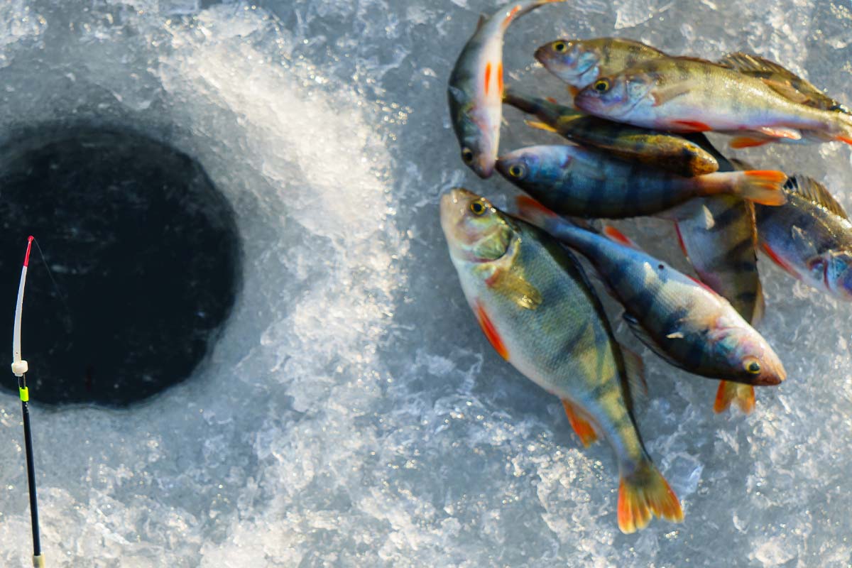 3 Ice Fishing Jig-lets Jig a Bit Glow in The Dark Lure Northland Walleye  Perch