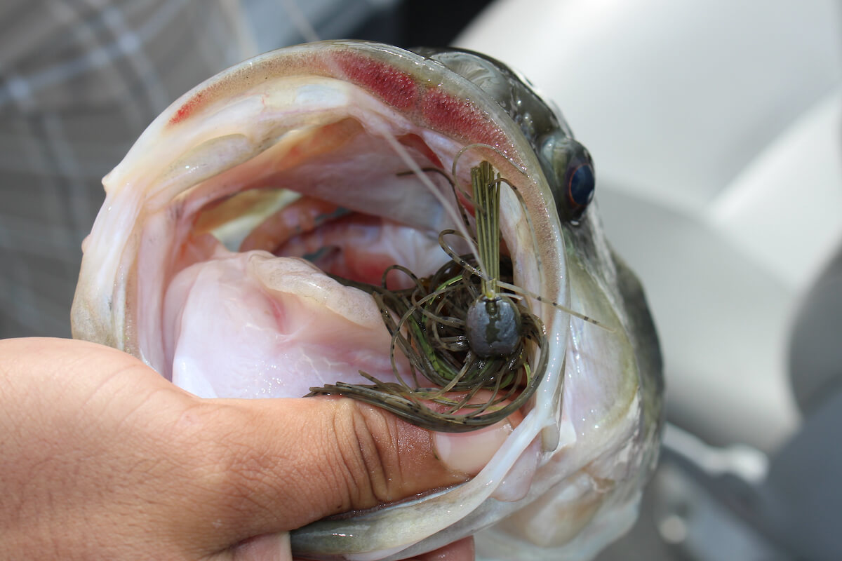 3 Best Bass Baits for Any Spring Scenario