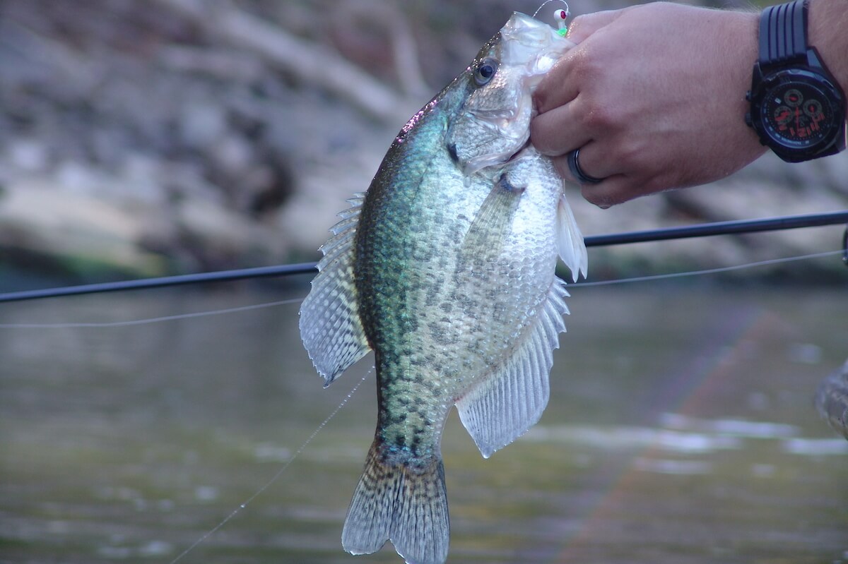 Spring Fishing Frenzy for Bluegrass State Crappie