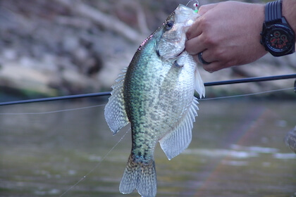 Missouri Spring Crappie Outlook 2019 - Game & Fish