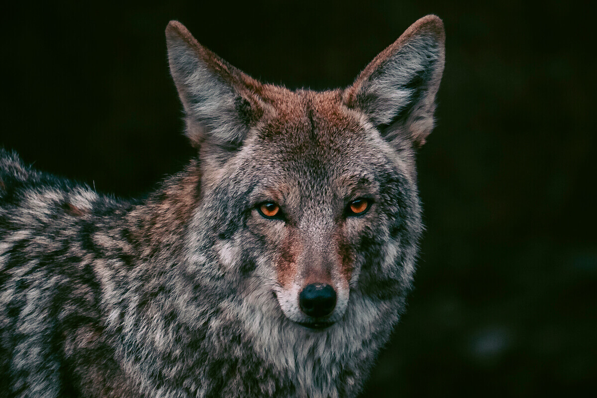 Predator Hunting Tactics for Older, Wiser Coyotes