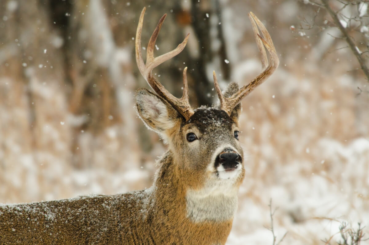 4 Can't-Miss Strategies for Tagging an 11th-Hour Buck