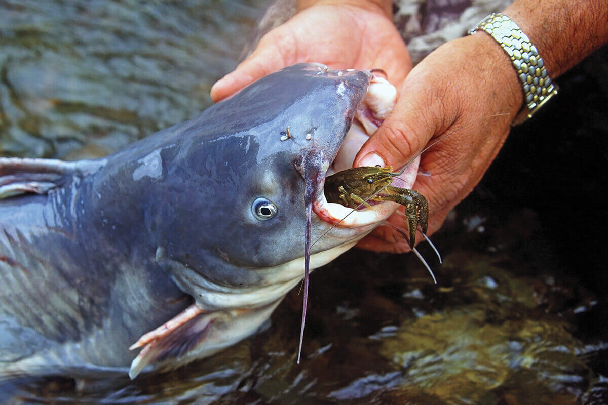 11 Types of Live Baits Catfish Can't Resist - Game & Fish