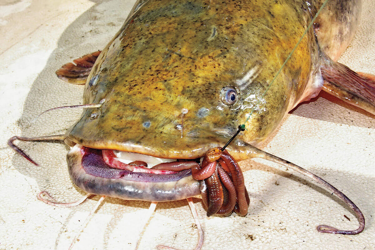 How to cut up a Shad for catfish bait. 