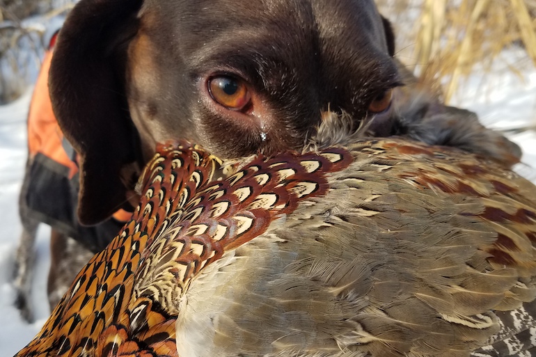 PhD Course in Late-Season Pheasant Hunting Success