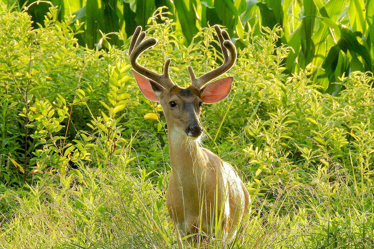 Fuzz Busters: Want a Legit Shot at a Buck in Velvet?