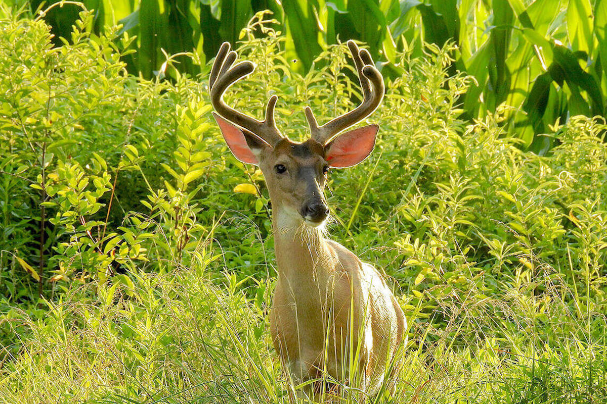 Life is like fishing - THIRSTY DEER