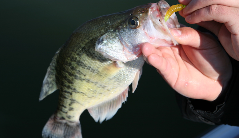 How to make a wooded micro lure Step-By-Step, Making a crappie