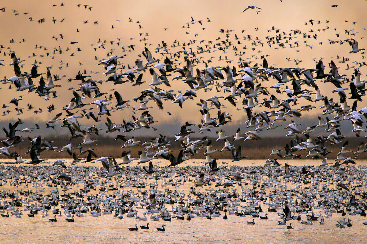Avian Flu Confirmed As Spring Snow Goose Season Peaks