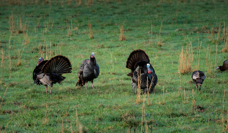 Missouri Turkey Hunting Outlook 2019