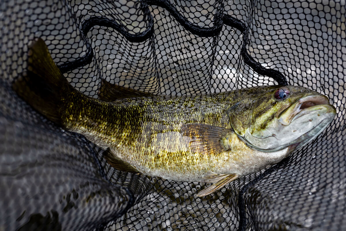 Sweet Streams: 5 Hot Rivers for Midwest Smallies