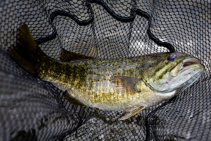 Sweet Streams: 5 Hot Rivers for Midwest Smallies