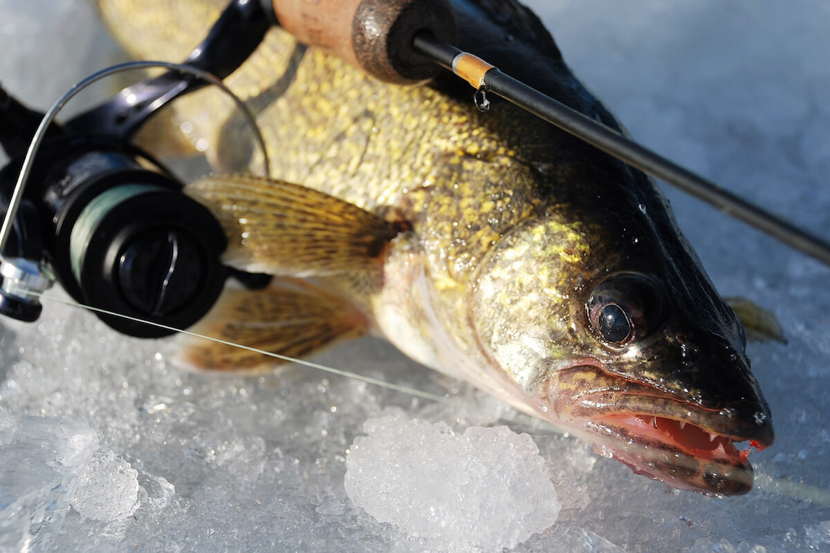 Hot Midwest Ice for Hardwater Anglers