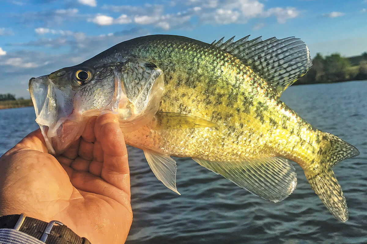 The Magic of Milford: Spring Crappie, White Bass Fishing in the Sunflower State