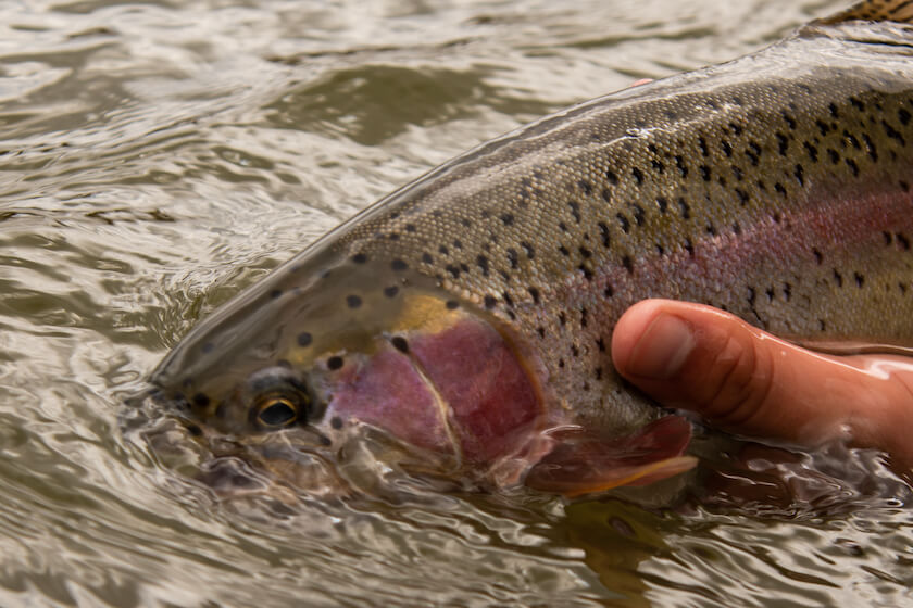Trout Destination: Go With the Flow on the Mo