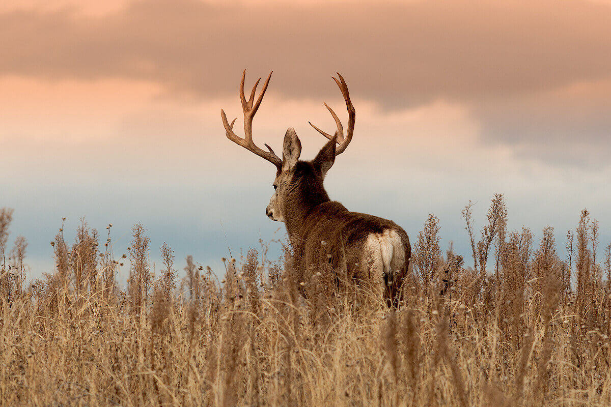 5 Myths About Misunderstood Mule Deer Game Fish