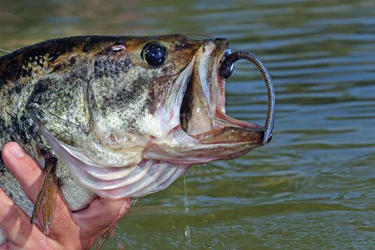 Seven Great North Carolina Fishing Destinations - Game & Fish