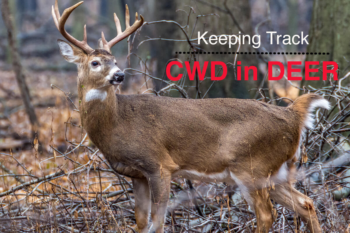 New Resources to Fight Chronic Wasting Disease in Deer