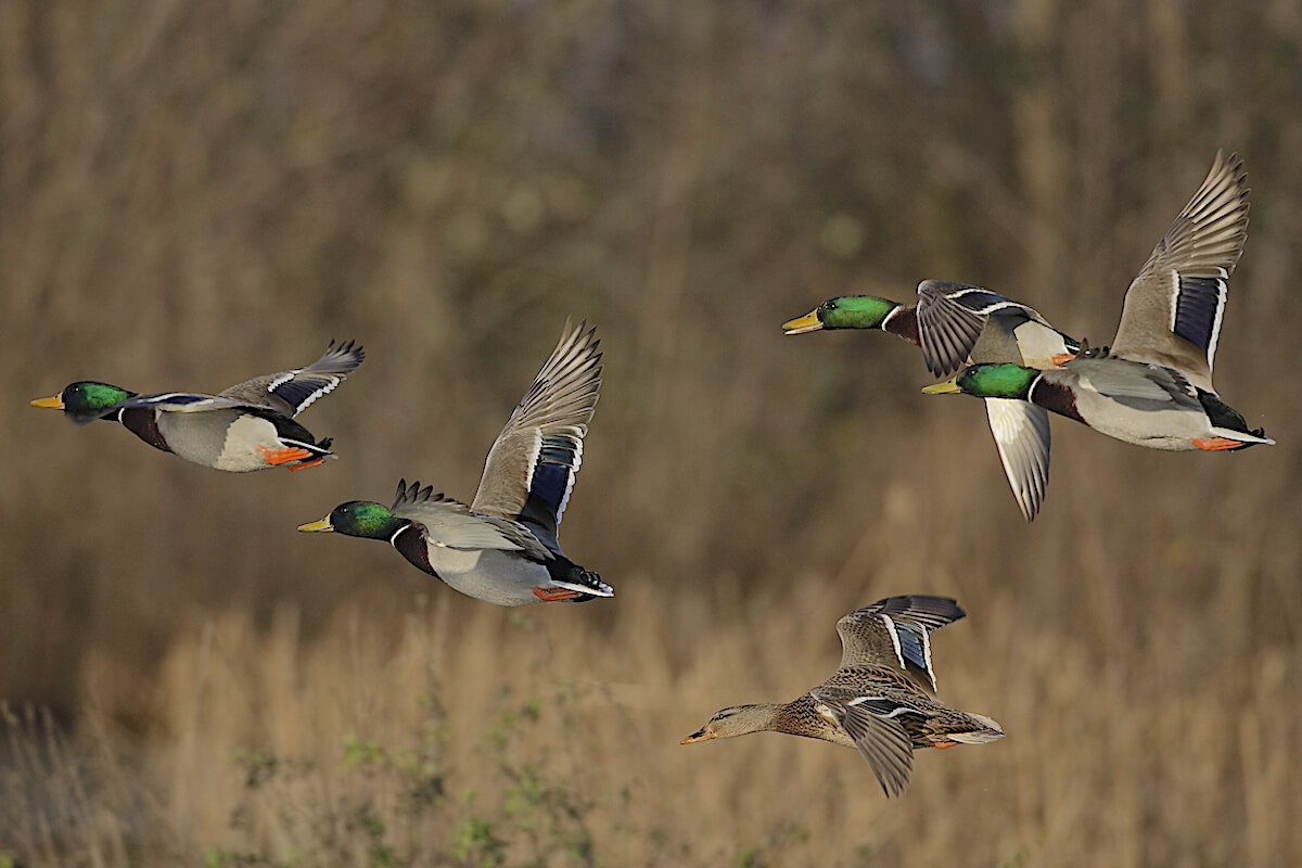 It's Early, But Duck Hunters Get Good News from North Dakota