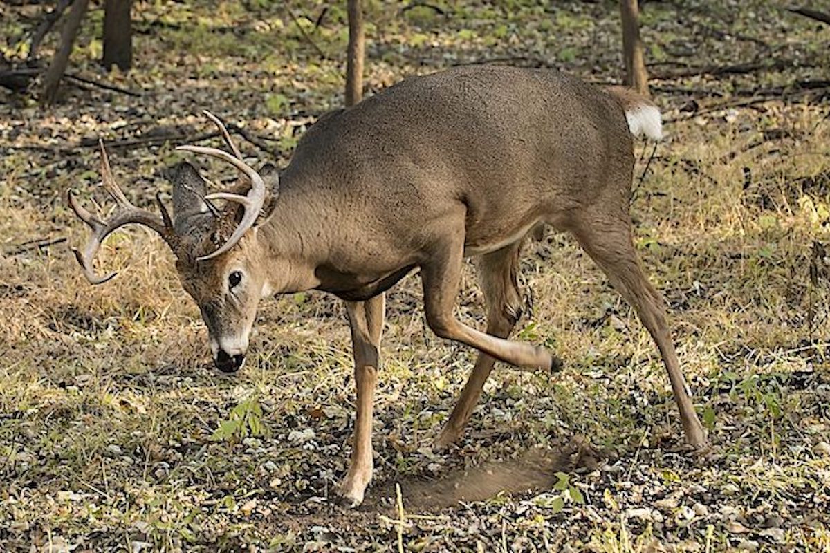 Regional Rut Update: Informative Whitetail Research You'll Need This Weekend