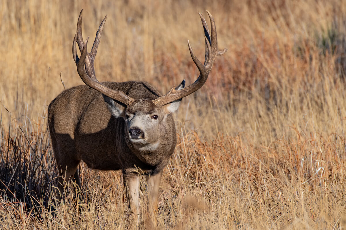 In Pursuit of Mule Deer Where They Live