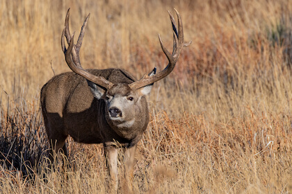 Big Game Hunting - Mule Deer, Pronghorn, Elk, Black Bear Pag - Game & Fish