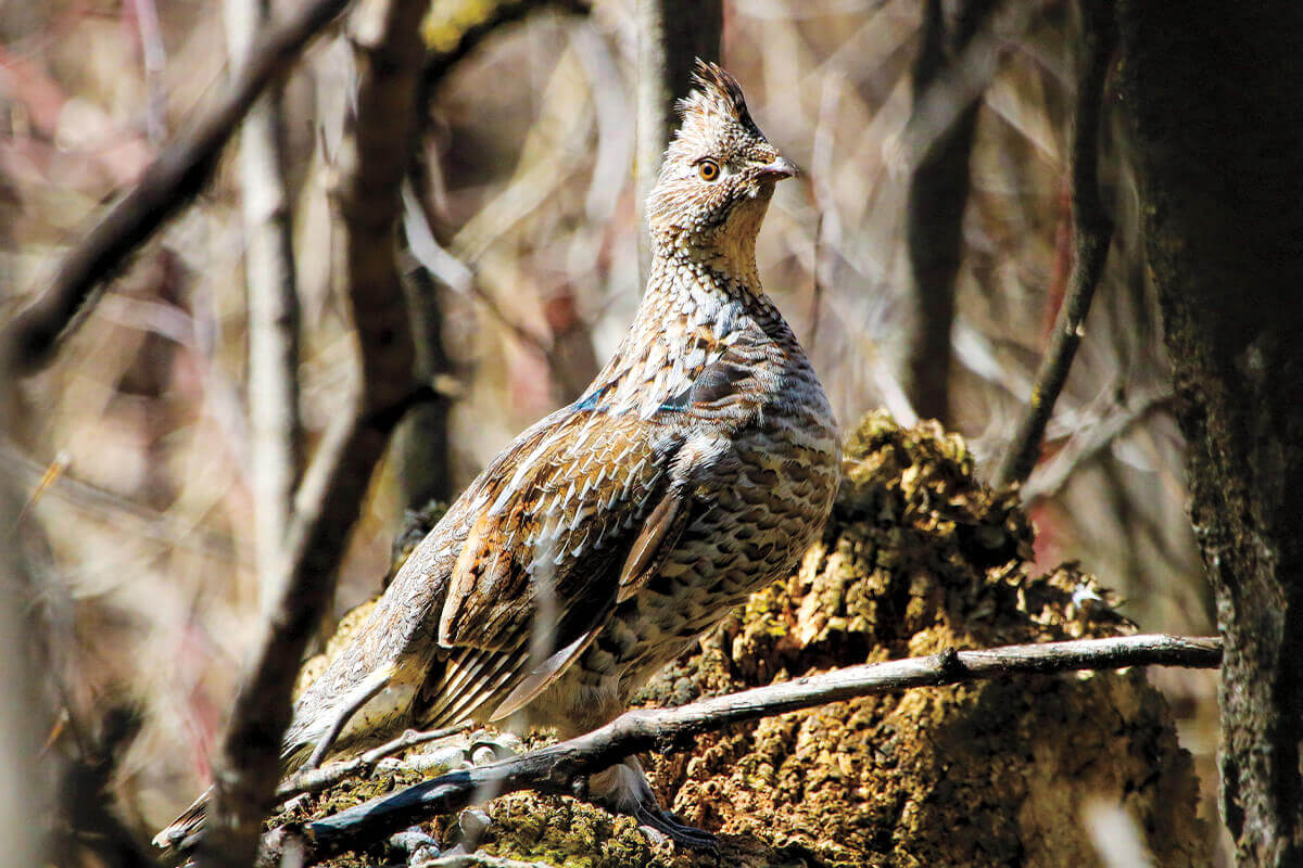 Upland Bird Hunting in Oregon's Cascade Range Game & Fish