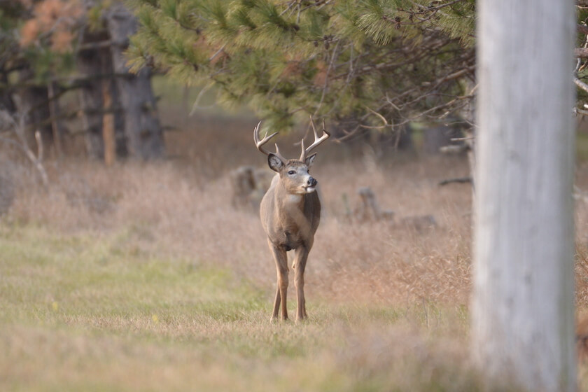 A Thorough Look at Deer Hunting the Fringes of Public Land