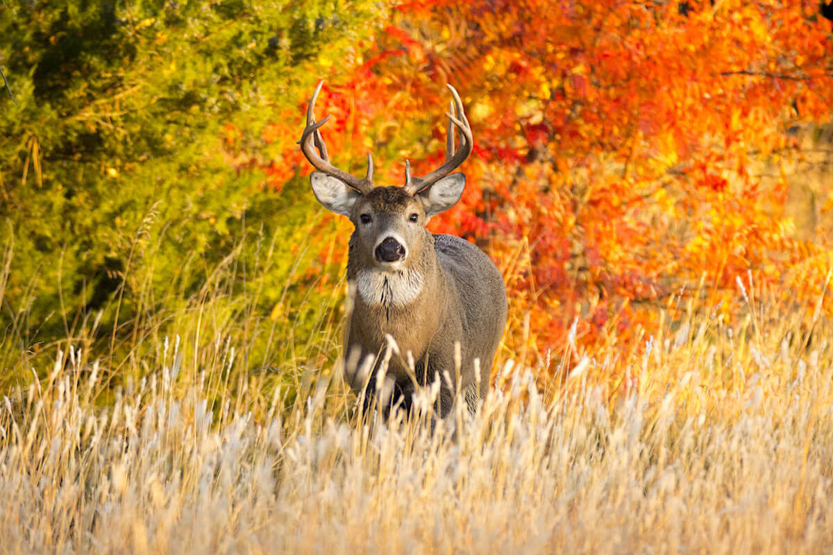 October Bucks: Dial In On Deer Habits As Rut Nears
