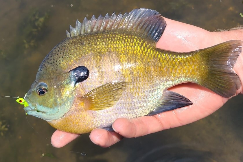 Summer is Popper-Fishing Primetime for Panfish
