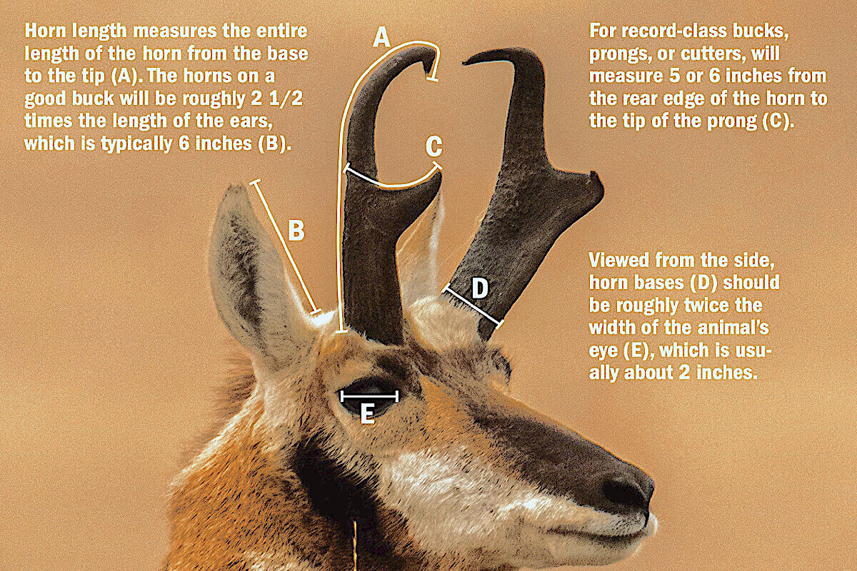 Pronghorn Hunting