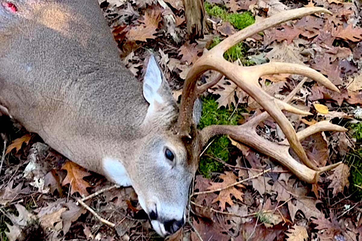 Regional Rut Update Buck Activity Increasing as Calendar Ro