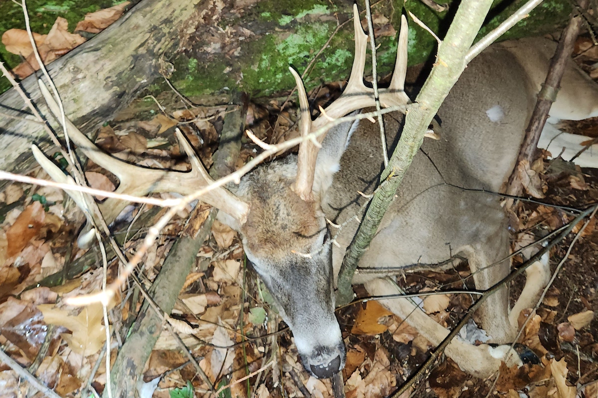 fresh dead deer in woods