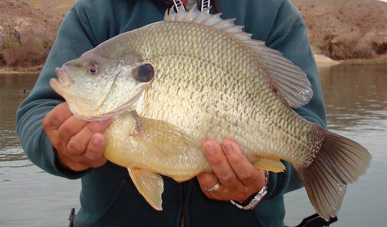 What's Behind Monster Shellcrackers at Lake Havasu?