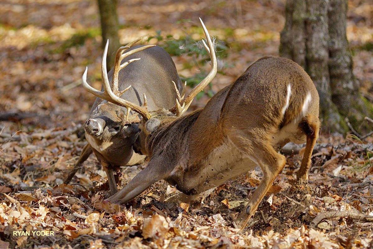 Regional Rut Update: The Rut is On! Fresh Reports from the Deer Woods Near You