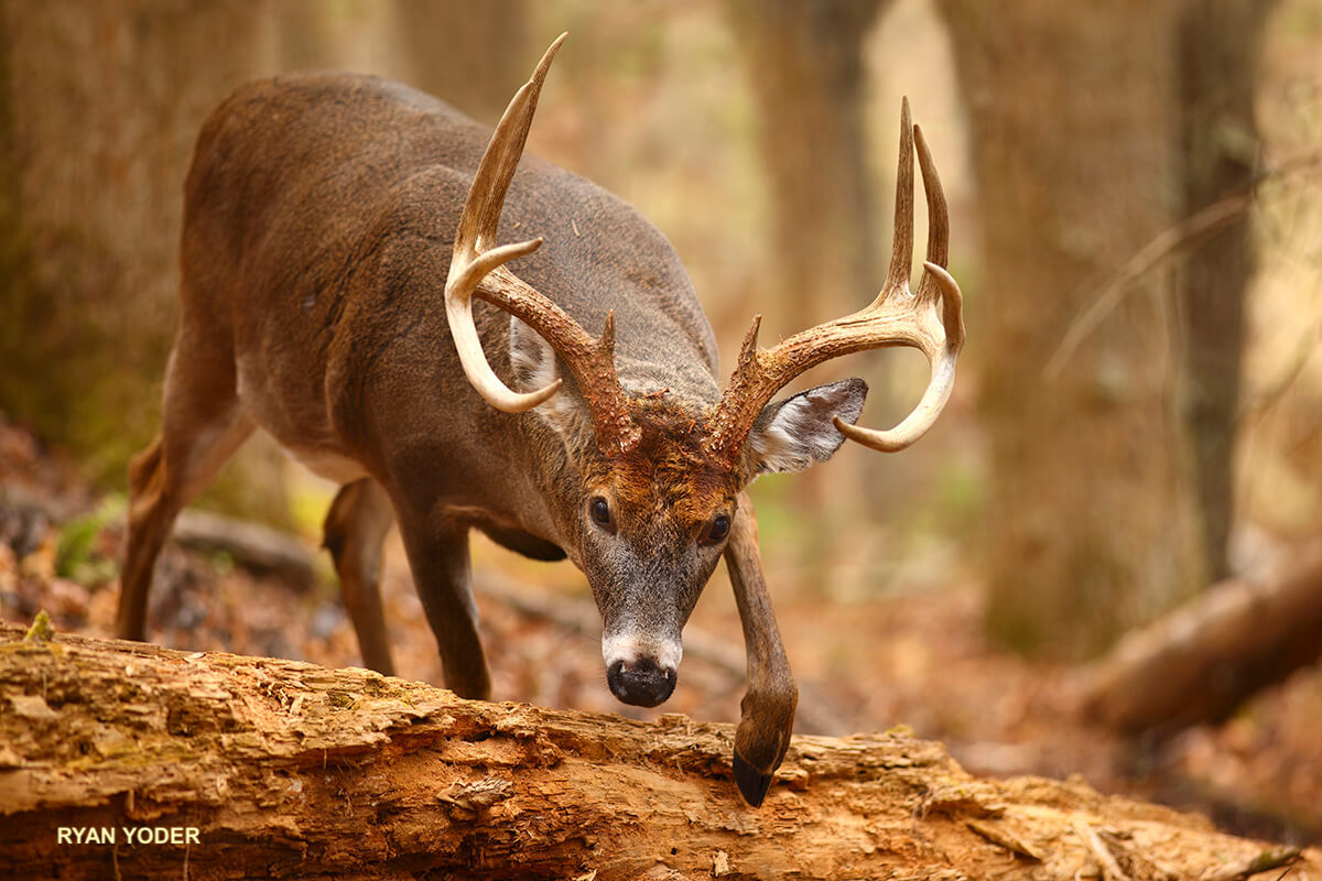 Regional Rut Update: New Field Reports on Whitetail Activity Near You