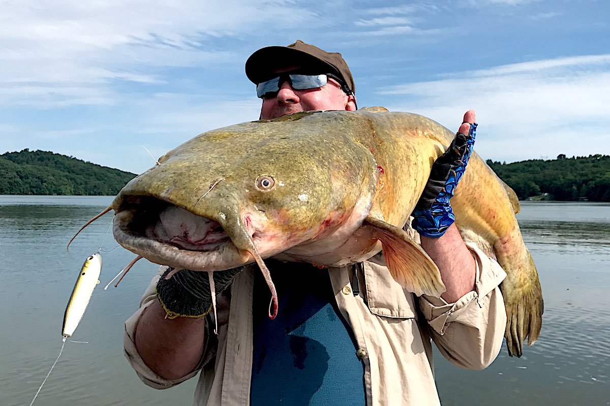 Catch the Biggest Catfish of Your Life on the Tennessee River
