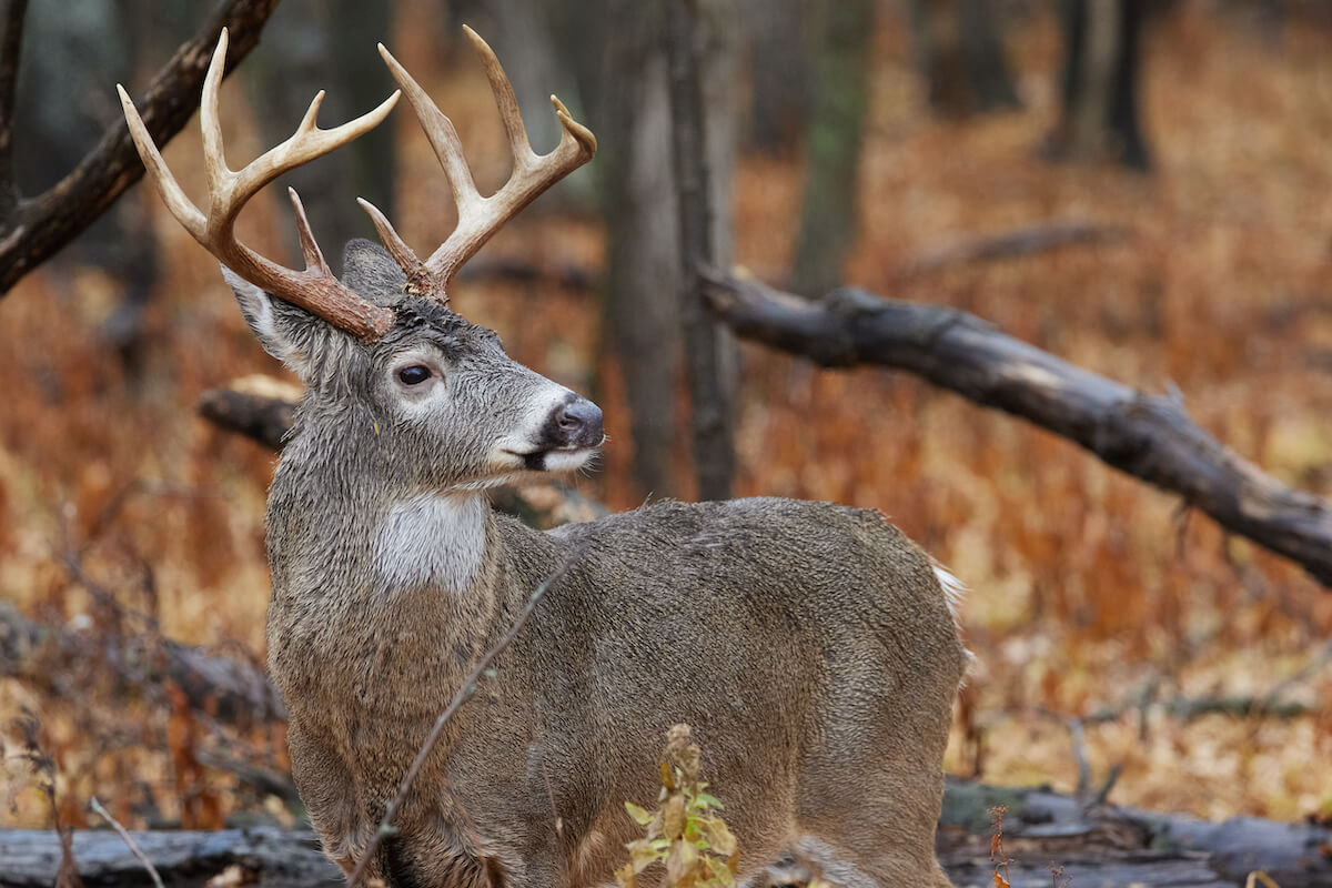 Rule the Whitetail Rut in the Midwest Game & Fish