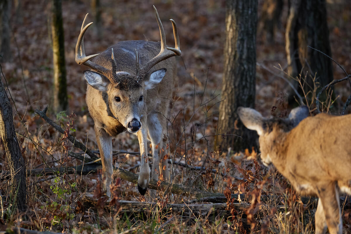 Rule the Whitetail Rut in the Midwest