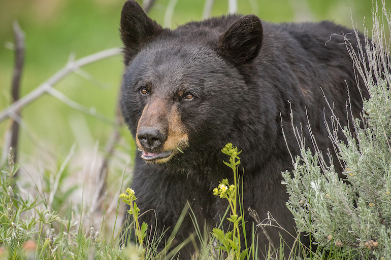 Calif. Bear Hunting Ban Bill Pulled After Backlash