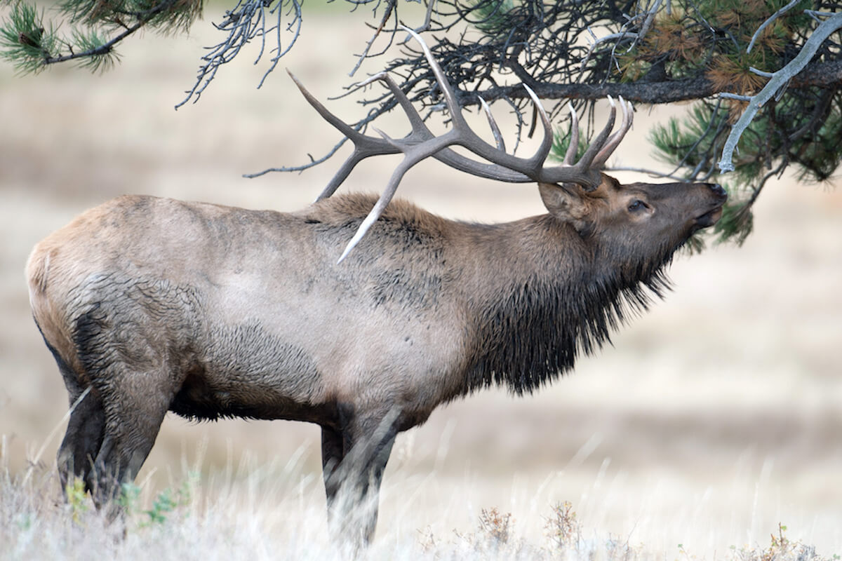 New Doc Celebrates Resurgence of North American Elk