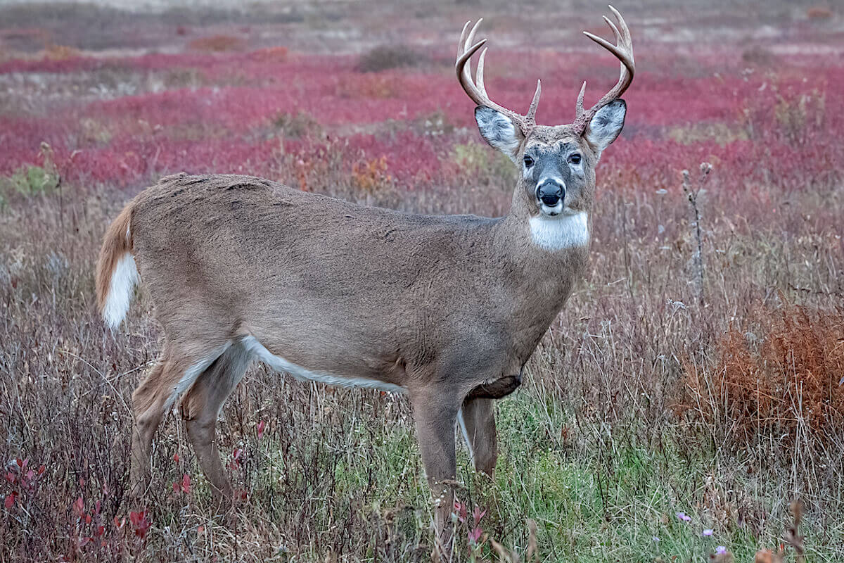 How to Handle September Curveballs for Early Season Whitetails