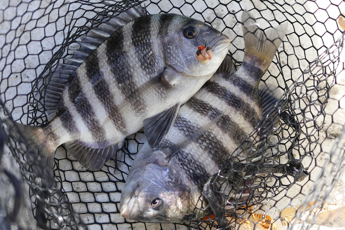 Toothy Fishing: Baits, Tactics, Hot Spots for Sheepshead - Game & Fish