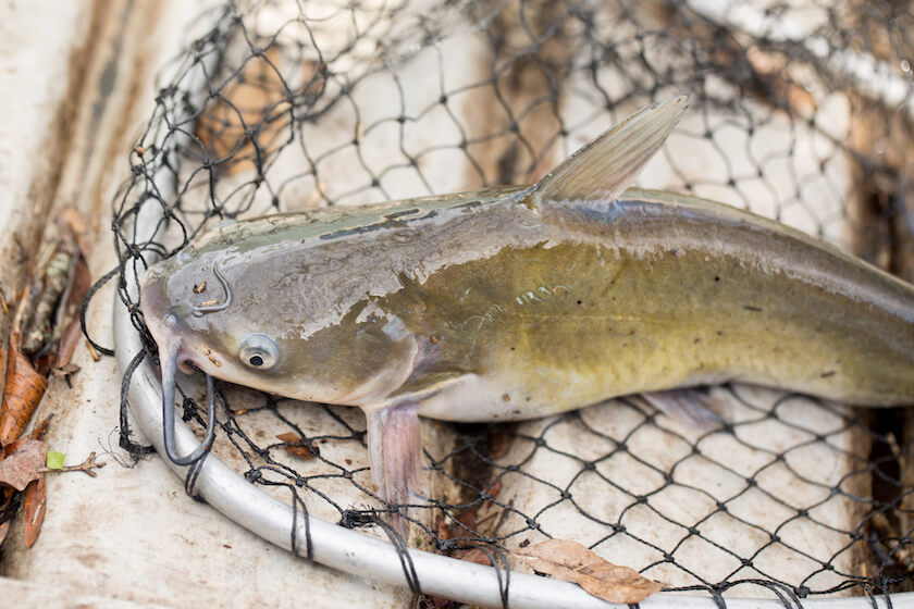 Pain-Free Catfish Cleaning in 4 Steps